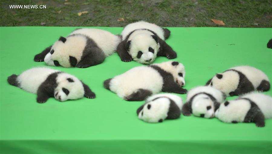 23 filhotes de panda gigante apresentados ao público em Chengdu