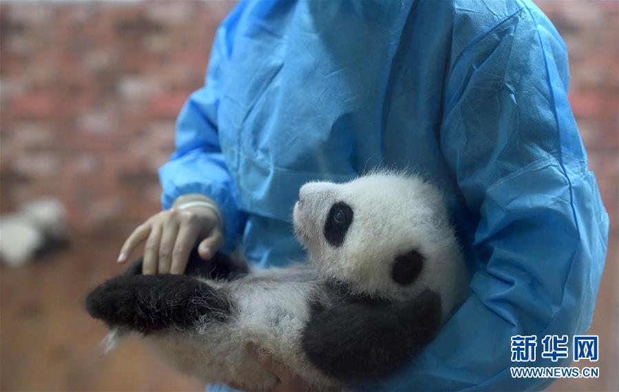 Conhe?a o “jardim infantil do panda gigante” em Chengdu