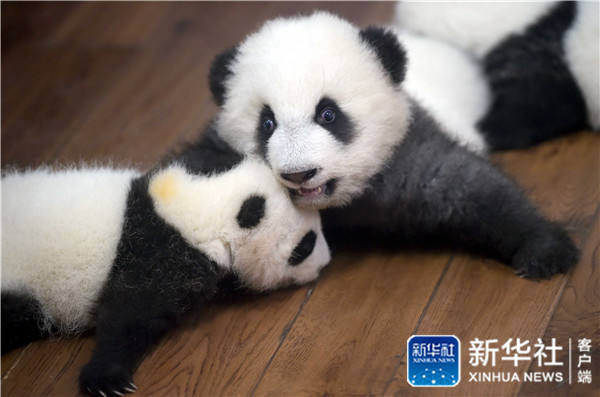 Conhe?a o “jardim infantil do panda gigante” em Chengdu
