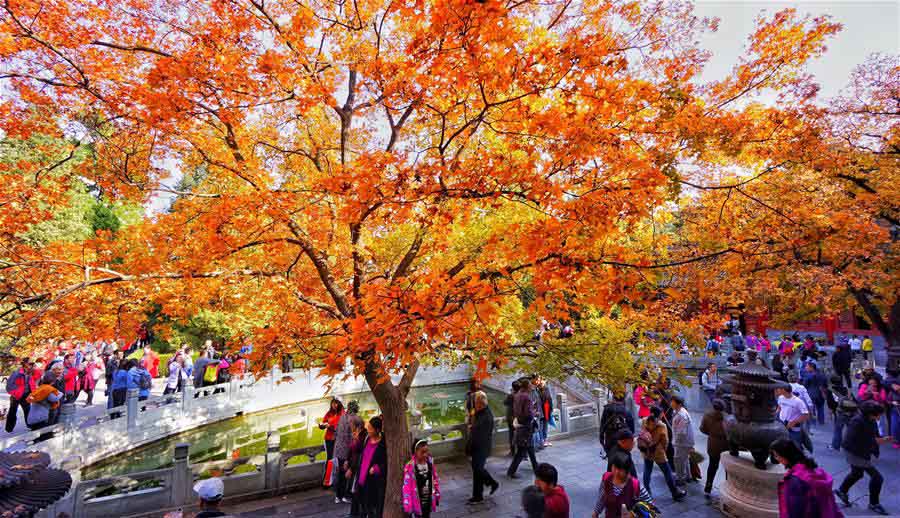 Turistas acorrem ao Parque Xiangshan para apreciar paisagem outonal