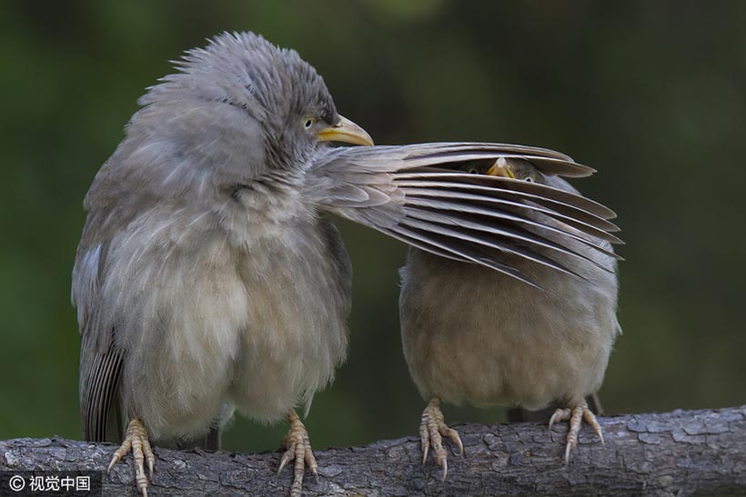 Galeria: Finalistas do Prêmio de Fotografia C?mica de Animais Selvagens 2016