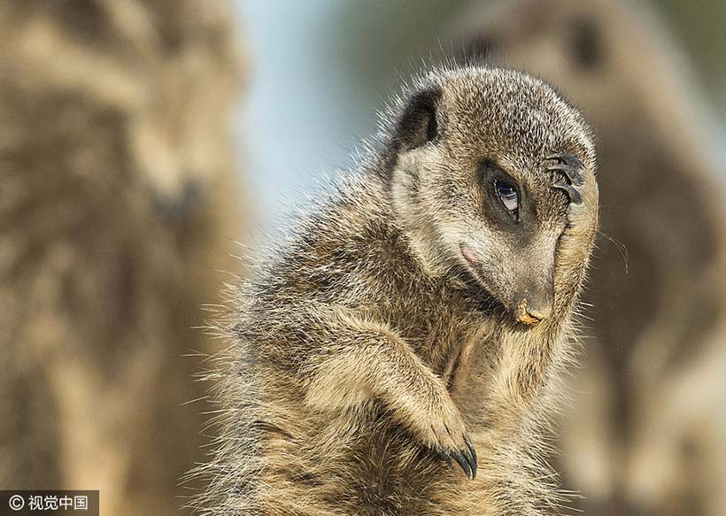 Galeria: Finalistas do Prêmio de Fotografia C?mica de Animais Selvagens 2016
