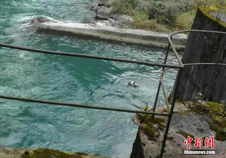 Panda selvagem salvo após entrar acidentalmente em esta??o hidrelétrica