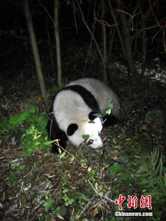 Panda selvagem salvo após entrar acidentalmente em esta??o hidrelétrica