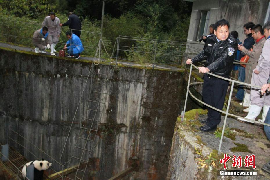 Panda selvagem salvo após entrar acidentalmente em esta??o hidrelétrica