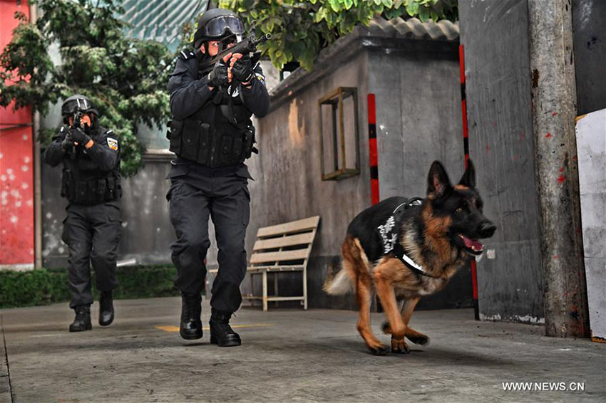 Mais de 1.000 c?es policiais colaboram em investiga??es criminais em Beijing