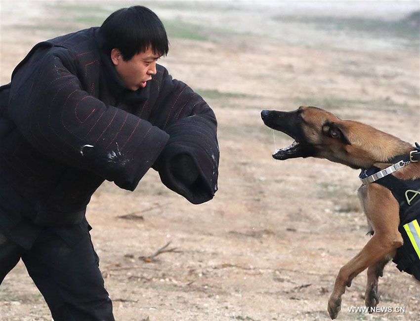 Mais de 1.000 c?es policiais colaboram em investiga??es criminais em Beijing