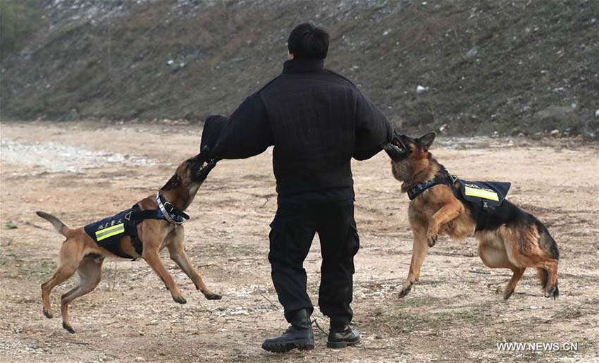 Mais de 1.000 c?es policiais colaboram em investiga??es criminais em Beijing