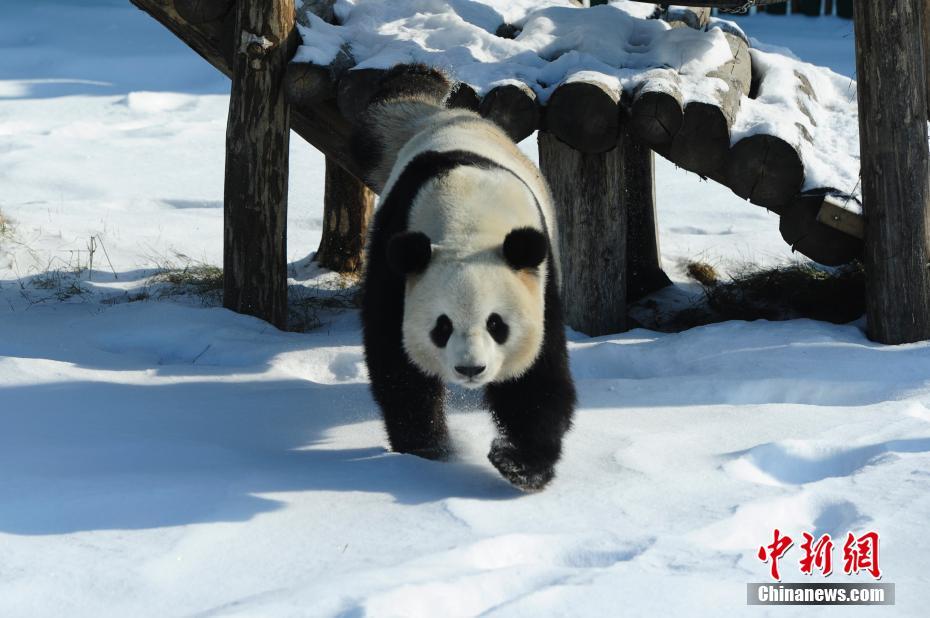 Pandas divertem turistas em Heilongjiang, a regi?o mais fria da China