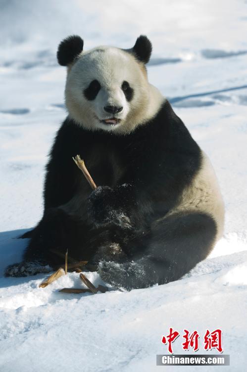 Pandas divertem turistas em Heilongjiang, a regi?o mais fria da China