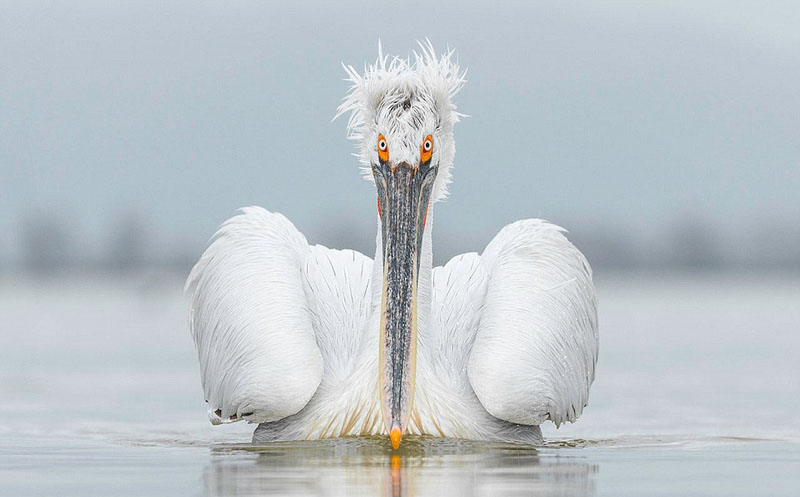 Galeria: Fotos da vida selvagem de todo mundo competem em exibi??o de fotografia