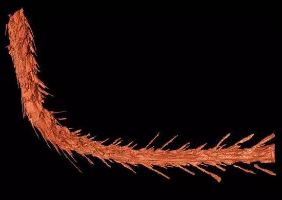 Cauda de dinossauro conservada em ambar encontrada por cientistas chineses e estrangeiros
