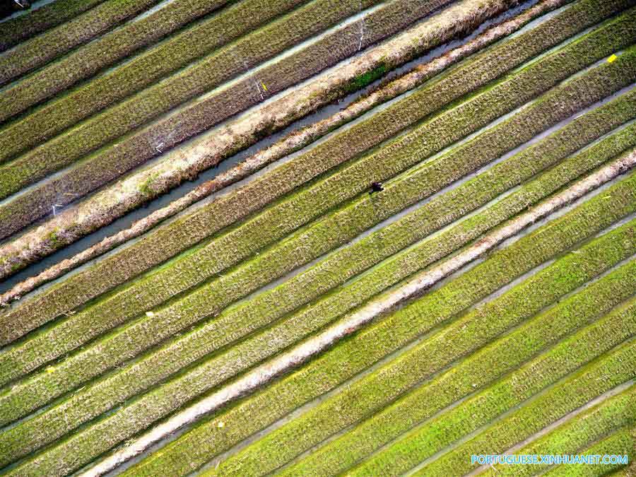Agricultores colhem vegetais no sul da China