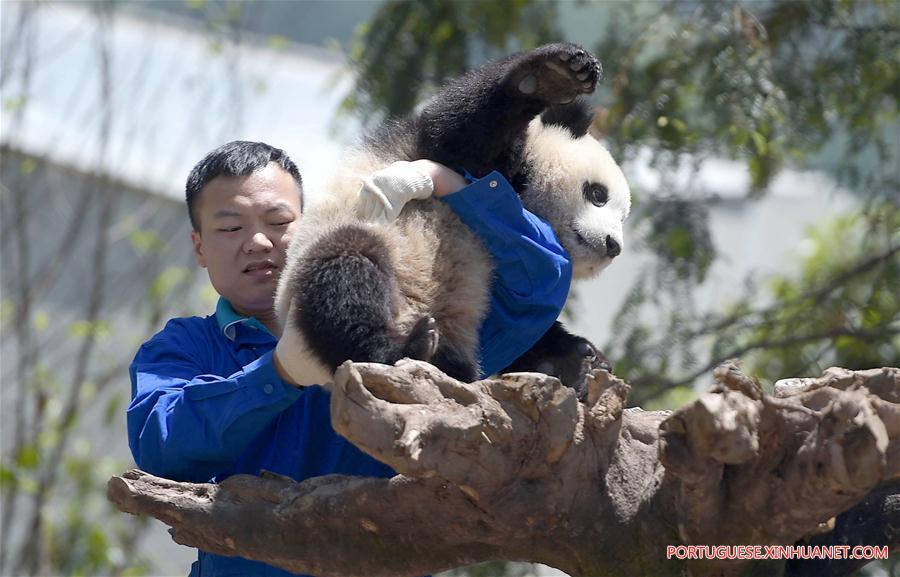 Pandas-gigantes chineses viram febre na internet