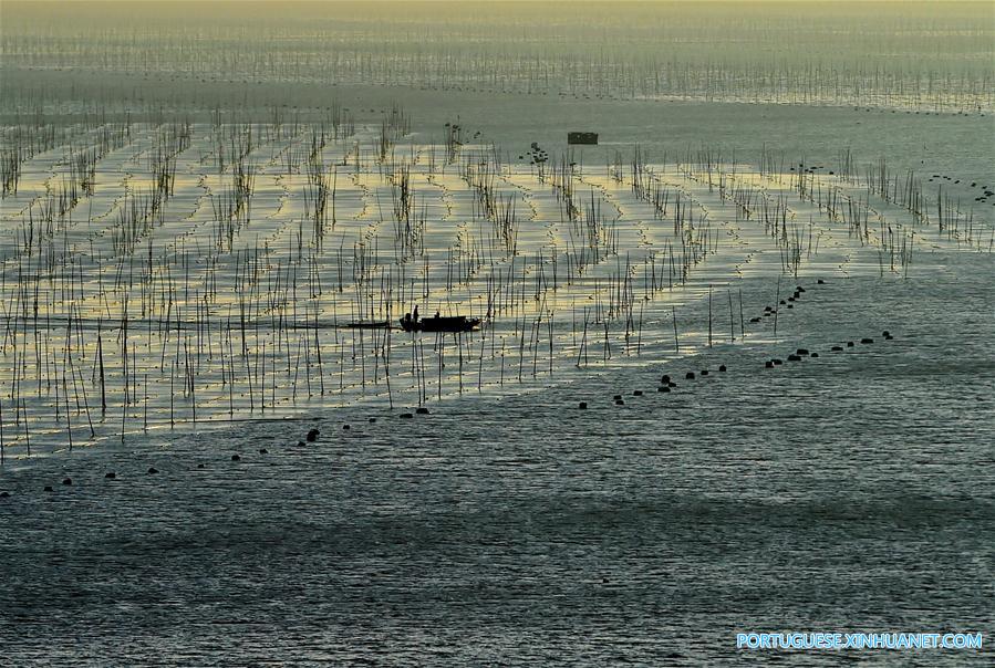 Linda paisagem ao p?r do sol de uma fazenda de alga marinha em Fujian