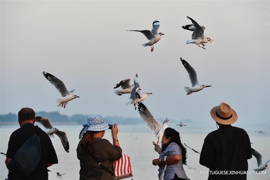 Bando de gaivotas-de-cabe?a castanha às costas do Golfo da Tailandia