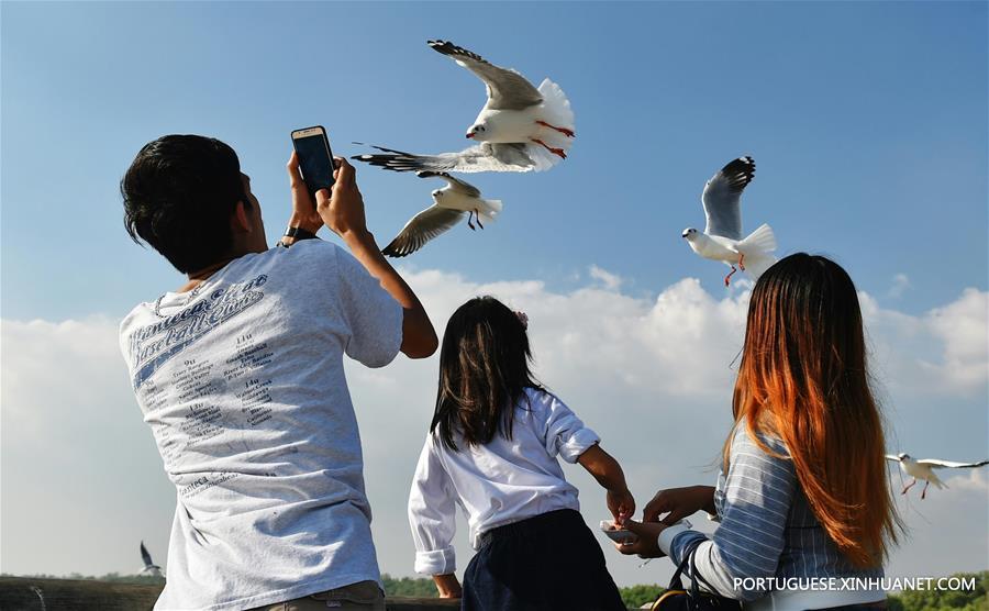 Bando de gaivotas-de-cabe?a castanha às costas do Golfo da Tailandia