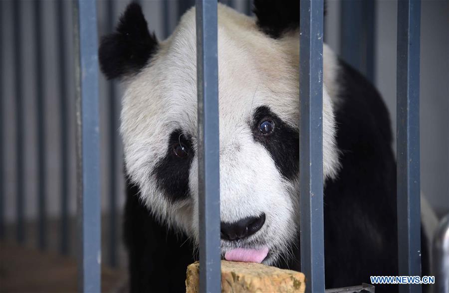 Panda mais velho do mundo morre aos 31 anos