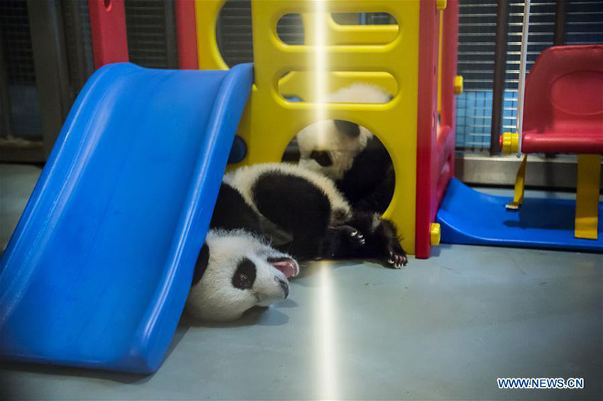 Família de pandas apresentada ao público geral em Macau