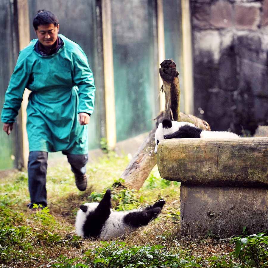 Pandas gêmeos apresentados ao público em Chongqing