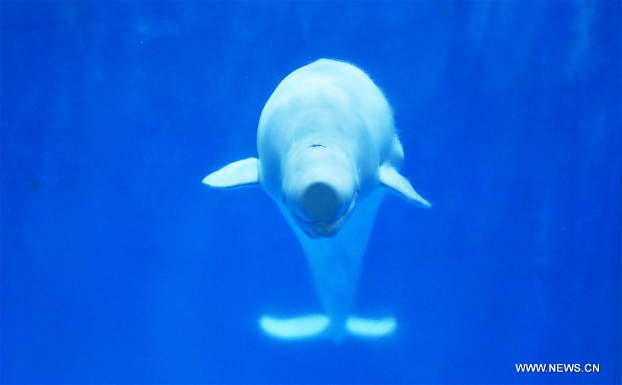 Baleias belugas fazem apresenta??o de dan?a no Harbin Polarland