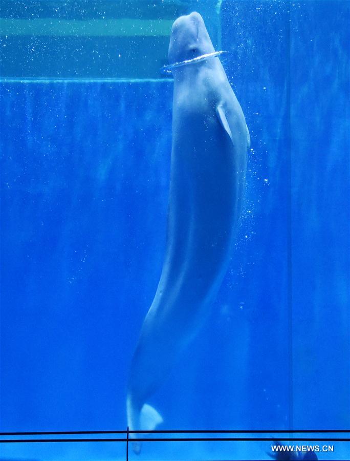 Baleias belugas fazem apresenta??o de dan?a no Harbin Polarland