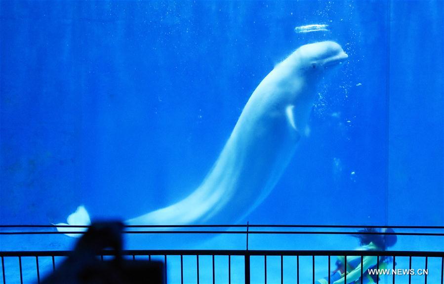 Baleias belugas fazem apresenta??o de dan?a no Harbin Polarland