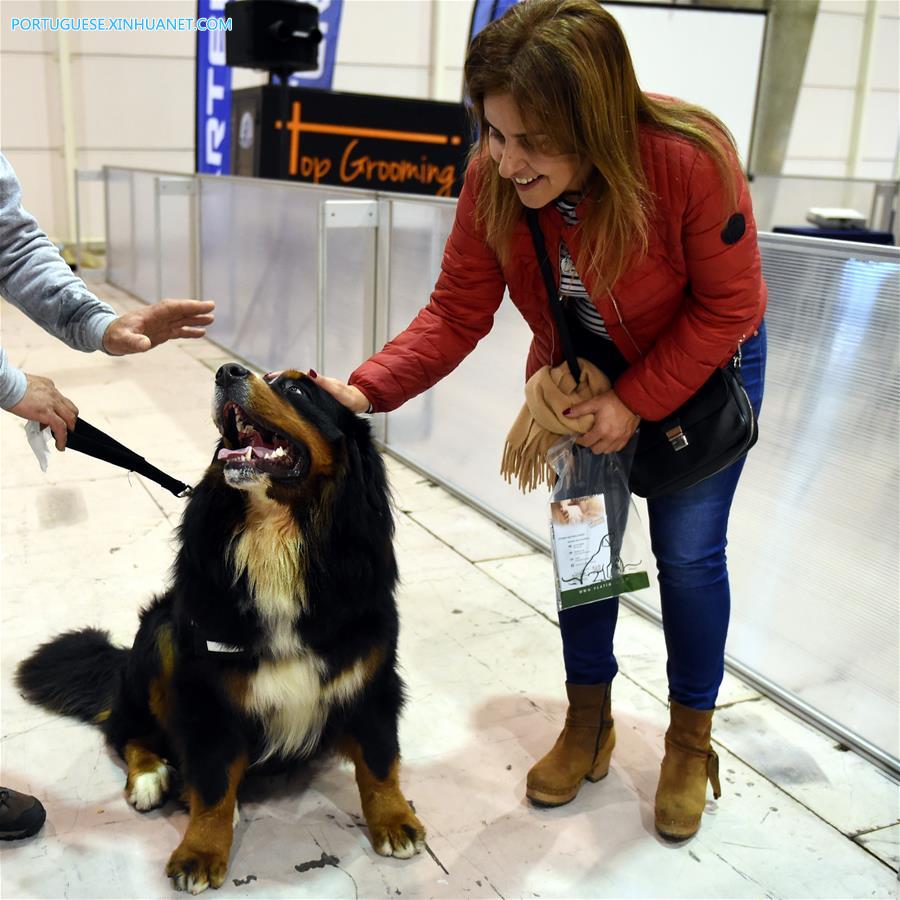 Sal?o de Animais de Estima??o 2017 é realizado em Lisboa