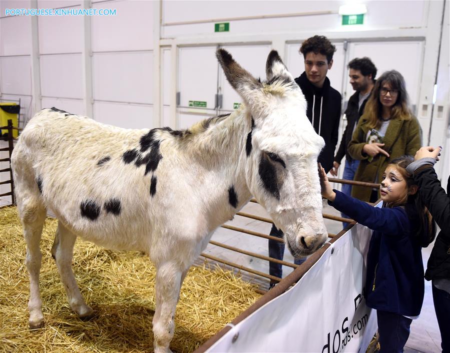 Sal?o de Animais de Estima??o 2017 é realizado em Lisboa