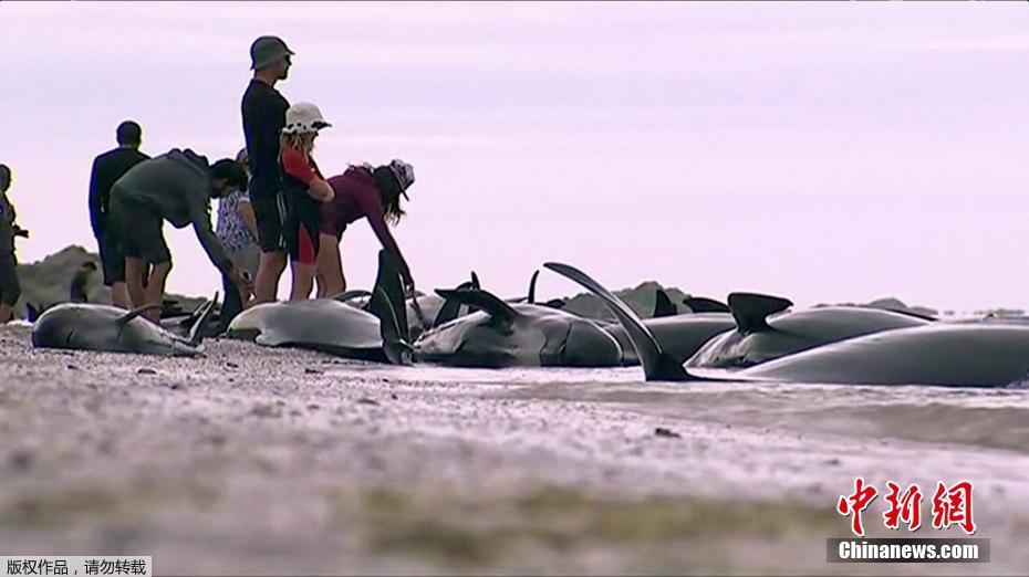 Centenas de baleias mortas colocam em risco a seguran?a de uma praia na Nova Zelandia