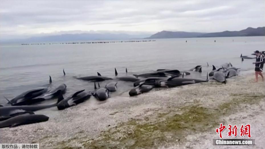Centenas de baleias mortas colocam em risco a seguran?a de uma praia na Nova Zelandia