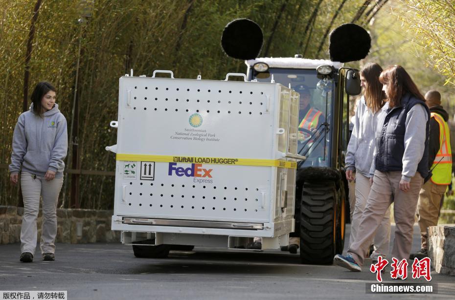 Panda gigante nos EUA volta para a China