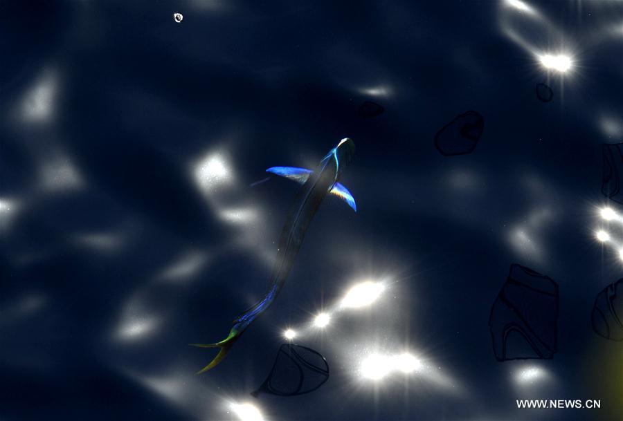 Dalfinhos“Mahi-mahi” fotografados durante expedi??o no Mar do Sul da China