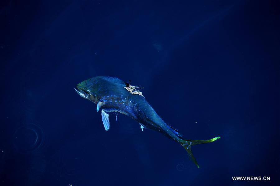 Dalfinhos“Mahi-mahi” fotografados durante expedi??o no Mar do Sul da China