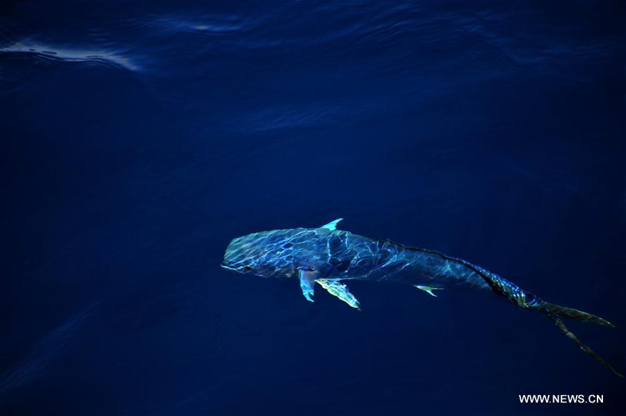 Dalfinhos“Mahi-mahi” fotografados durante expedi??o no Mar do Sul da China