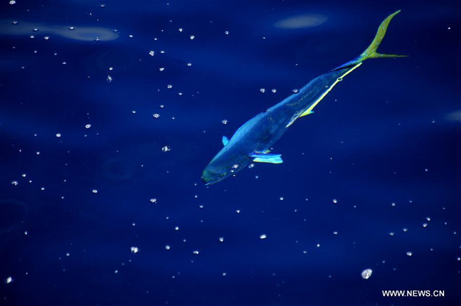 Dalfinhos“Mahi-mahi” fotografados durante expedi??o no Mar do Sul da China