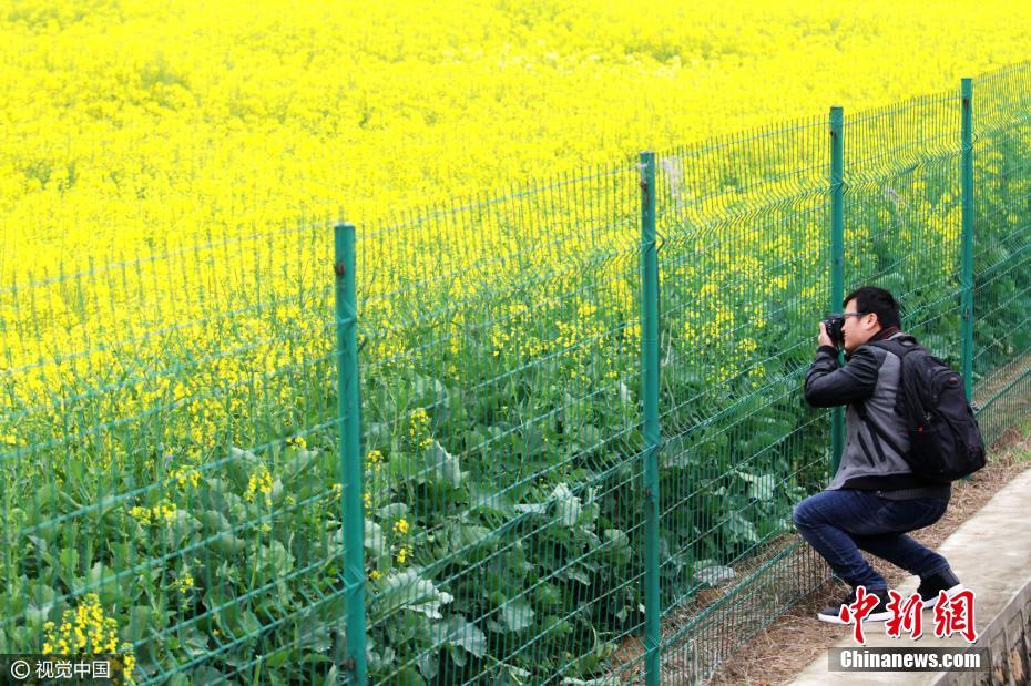 Mar de flores em Wuhan atrai turistas