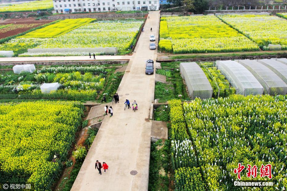 Mar de flores em Wuhan atrai turistas