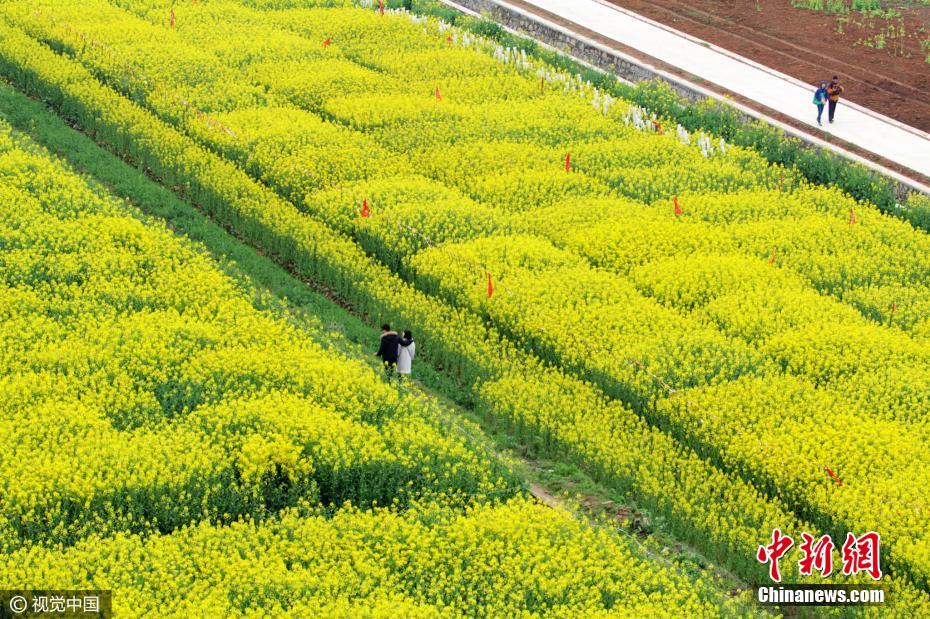 Mar de flores em Wuhan atrai turistas