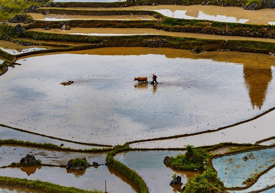 Fotografias capturam beleza natural dos socalcos de Youyang