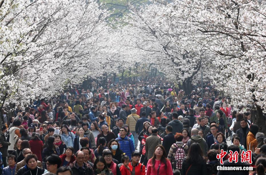 Multid?es juntam-se na Avenida das Flores de Cerejeira de Nanjing para apreciar beleza primaveril