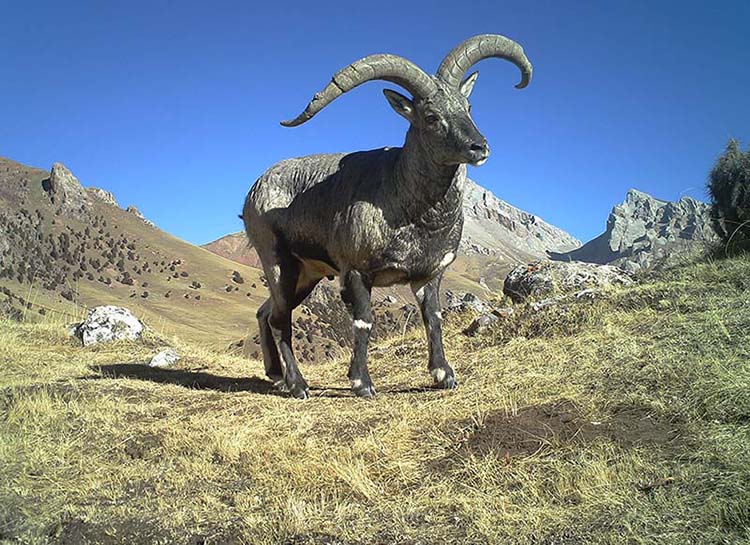 Grande variedade de animais carnívoros habitar?o o próximo parque nacional da China