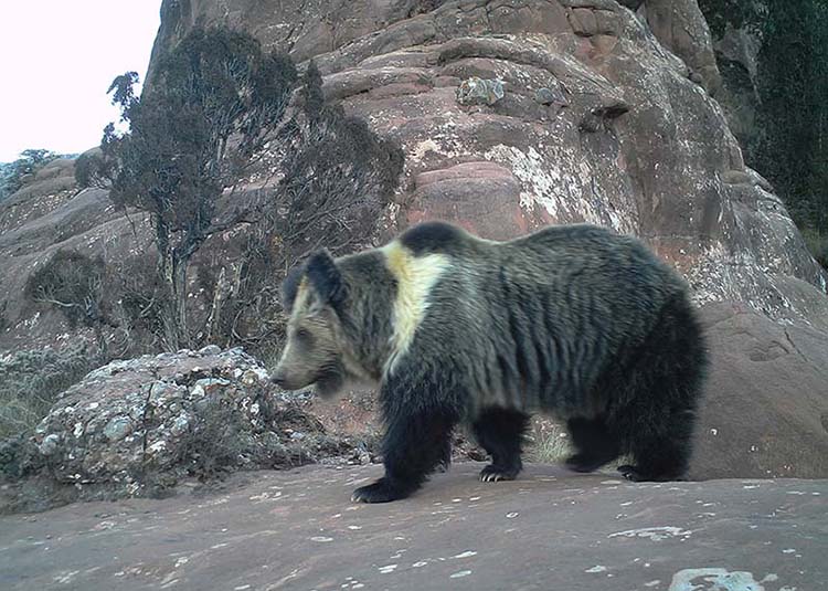 Grande variedade de animais carnívoros habitar?o o próximo parque nacional da China