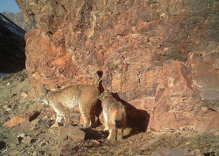 Grande variedade de animais carnívoros habitar?o o próximo parque nacional da China