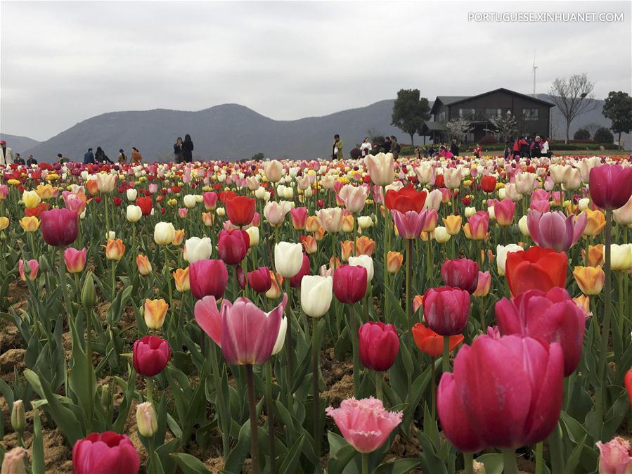 Tulipas em plena flora??o no leste de China