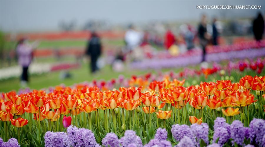 Tulipas em plena flora??o no leste de China