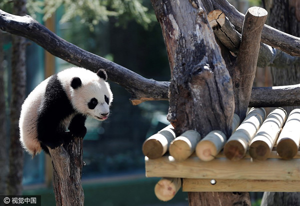 Cria de panda “Chulina” acompanhada por amigos especiais no primeiro passeio ao ar livre