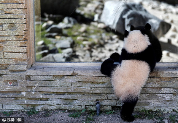 Cria de panda “Chulina” acompanhada por amigos especiais no primeiro passeio ao ar livre