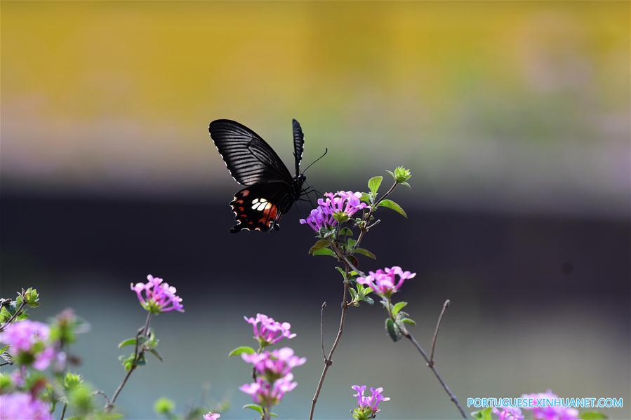 Paisagem da primavera em Fuzhou