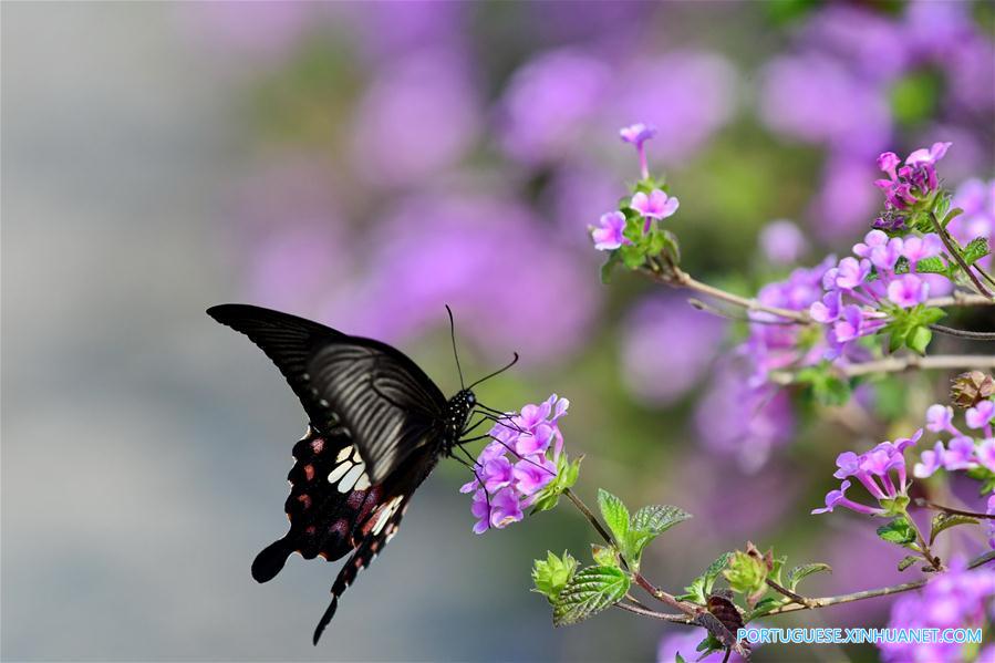 Paisagem da primavera em Fuzhou